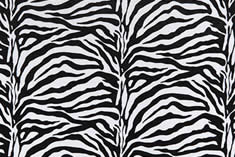 10609_zebra