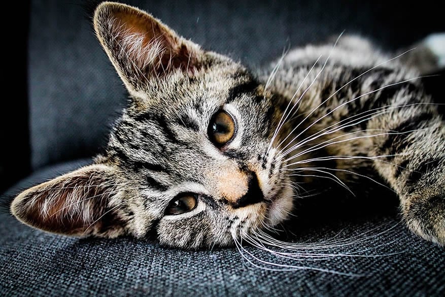 protect your sofa from pets 2 1 | 5 Ways to Protect Your Sofa From Pets protect your sofa from pets