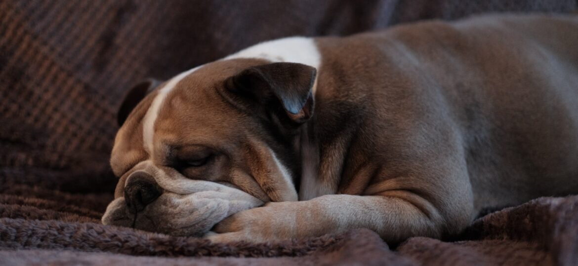 Hund hviler på sofaen