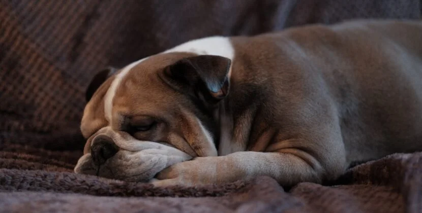 Dog resting on sofa